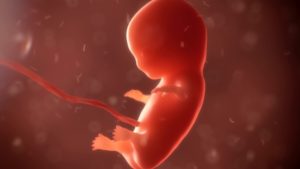 Embryo Schwangerschaftswoche 7