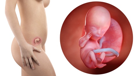 Embryo Schwangerschaftswoche 13